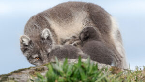 Arctic fox in Hornstrandir