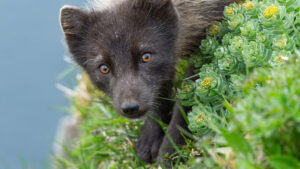 Arctic fox watching in Iceland