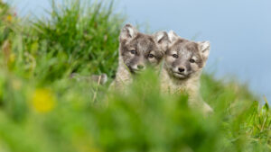 Arctic fox in Hornstrandir