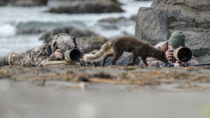 Arctic fox photo tour in Hornstrandir