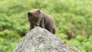 Arctic fox cub