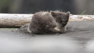 Arctic fox in Hornstrandir