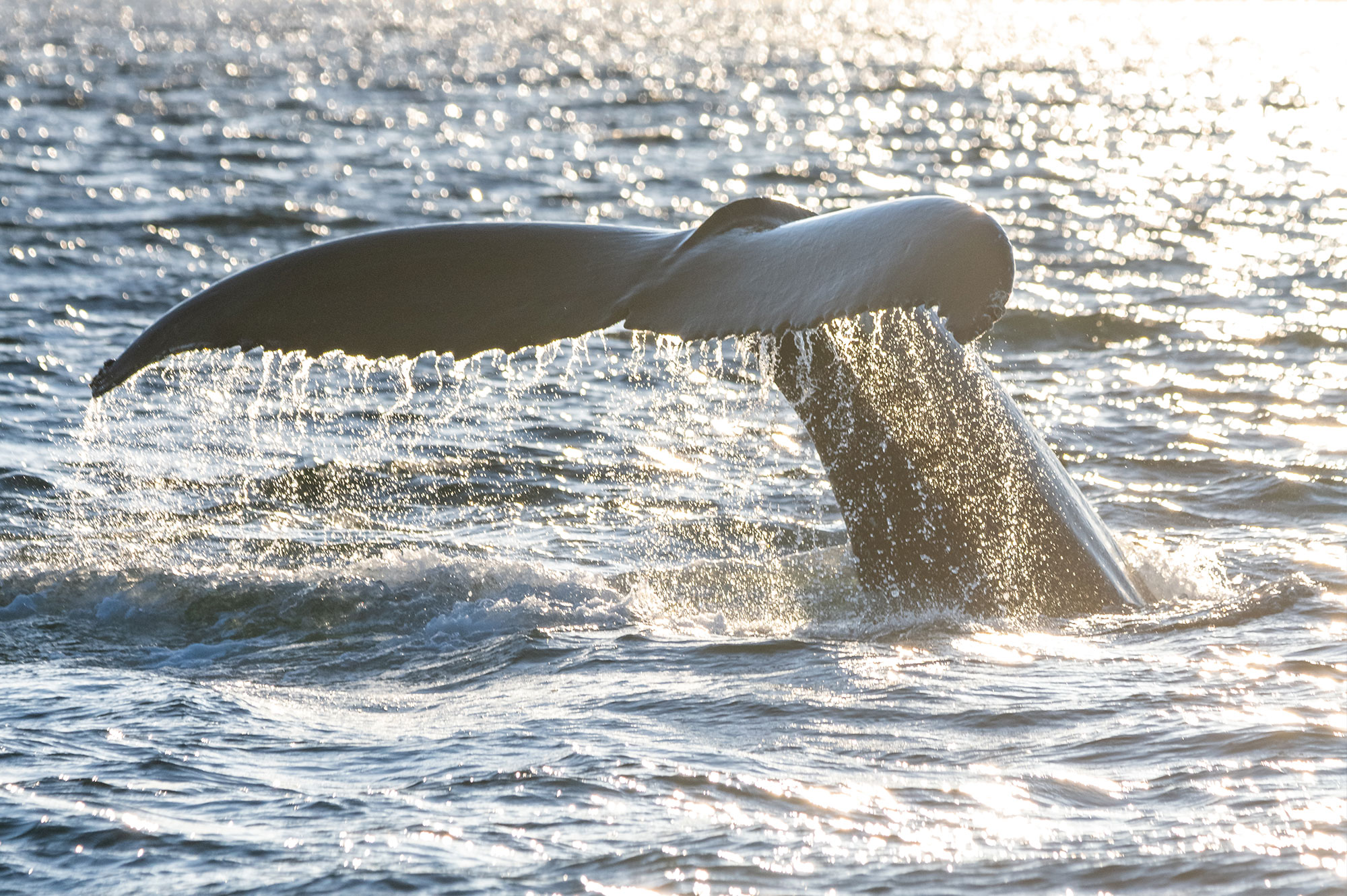 Boat tours and Whale Watching from Isafjordur