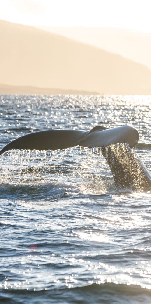 Boat tours and whale watching in Isafjordur