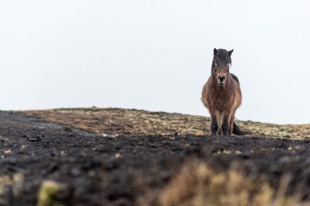 Icelandic horse riding tours