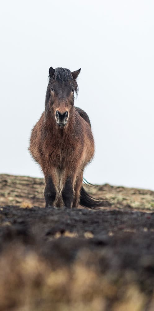 Icelandic horses