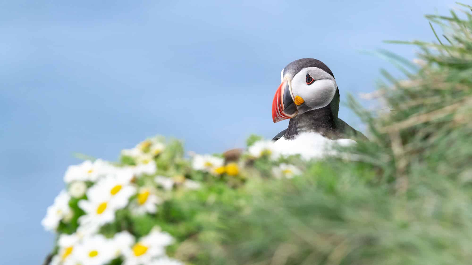 Puffin Watching from Isafjordur