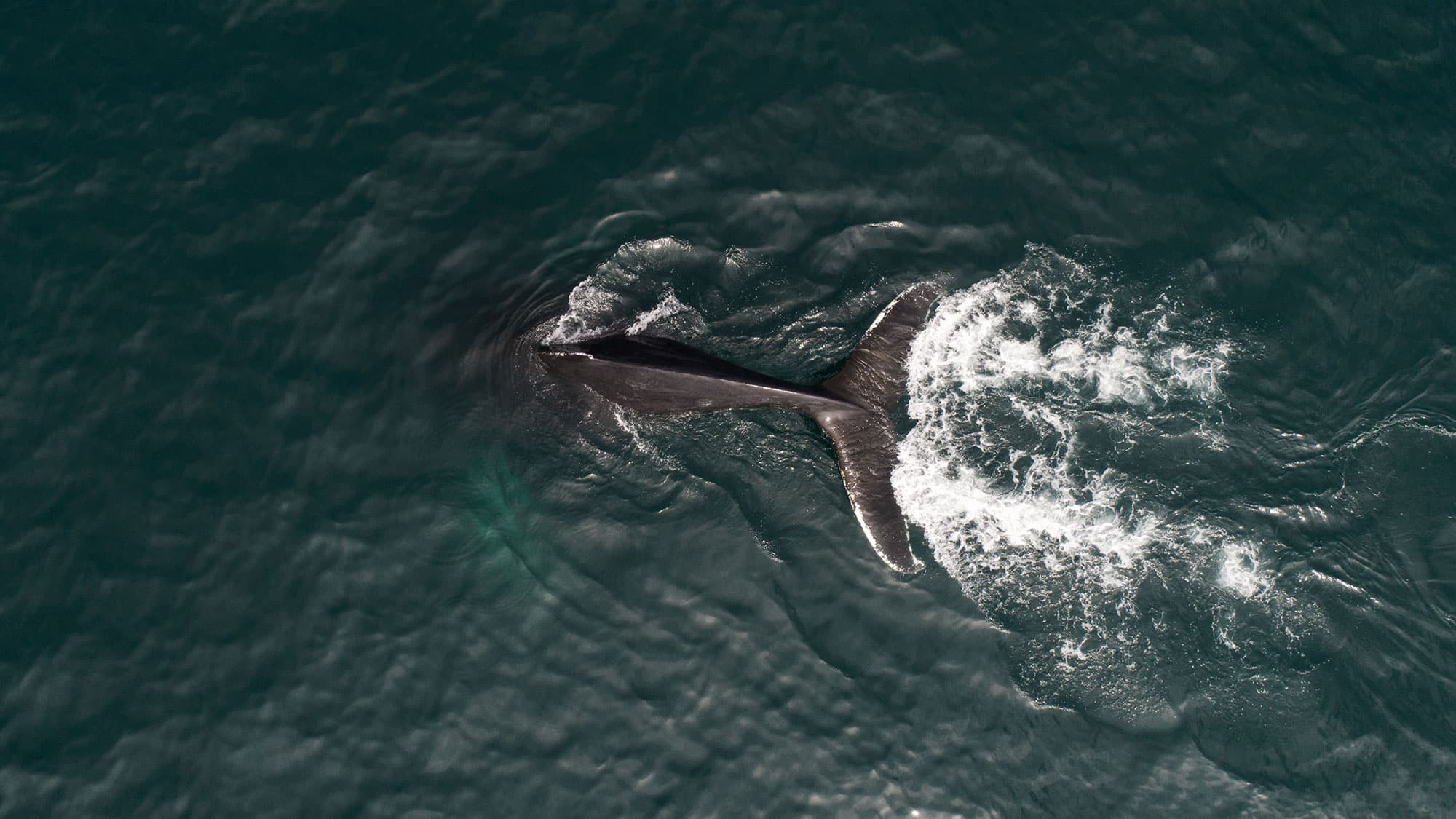Isafjordur whale watching