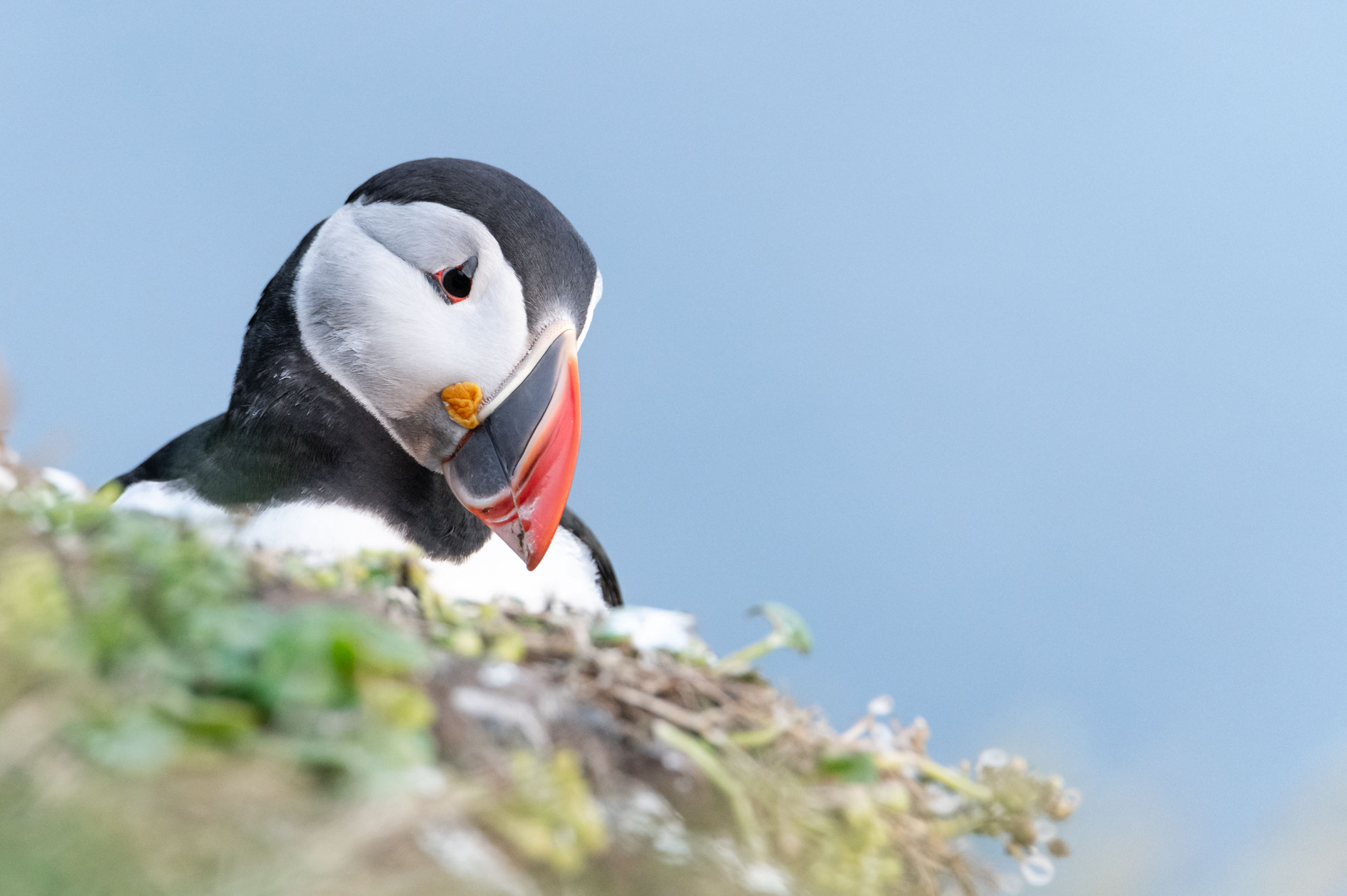 Wildlife and birde watching from Isafjordur