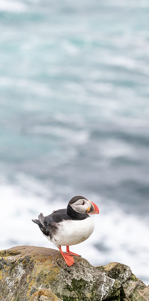 Wildlife & birds