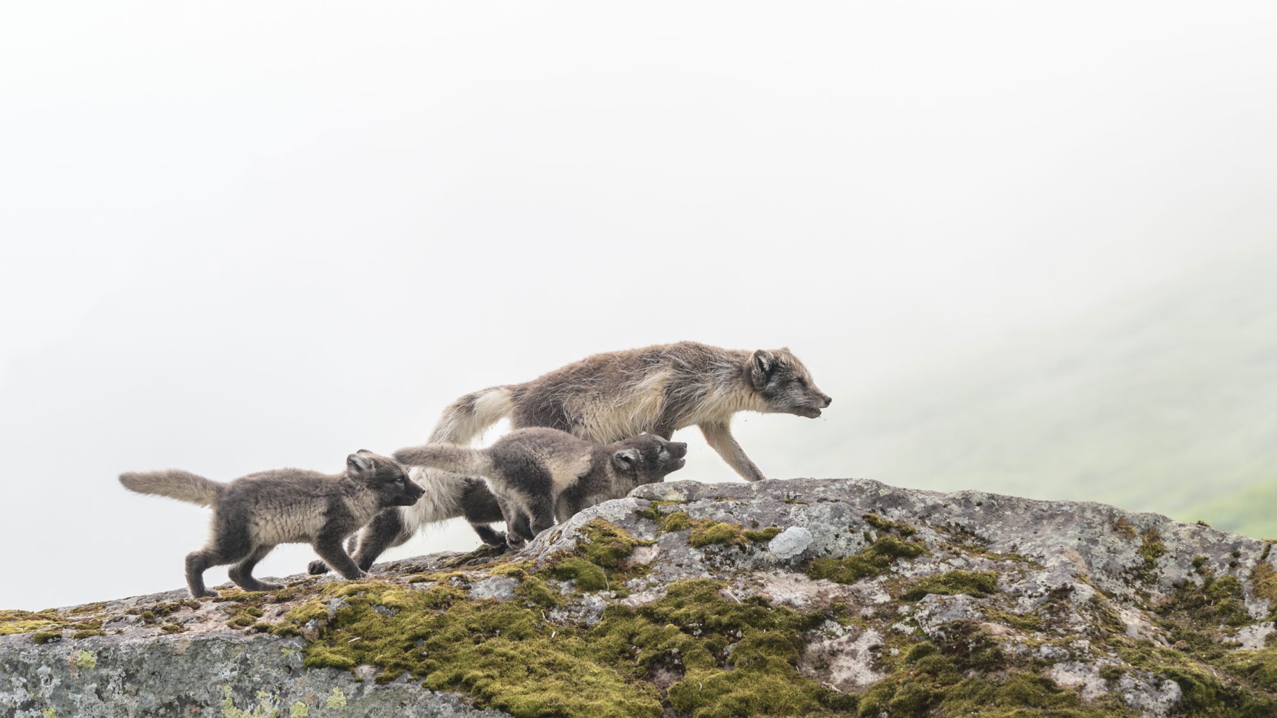 Arctic fox photo tour